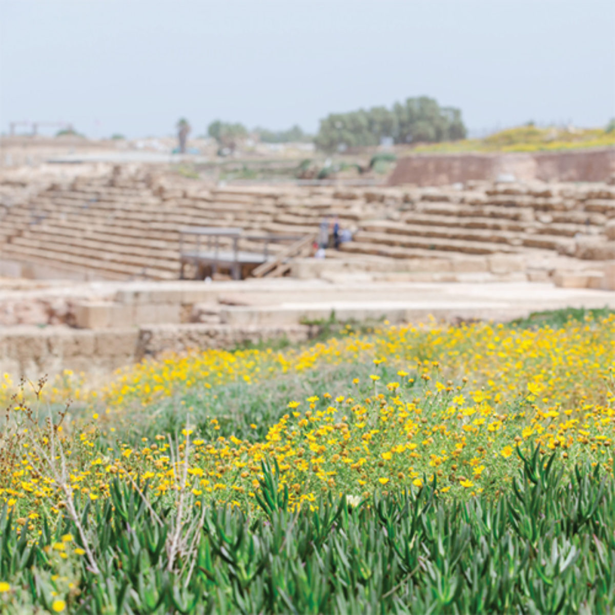 A field of yellow flowers in the Holy Land—Israel